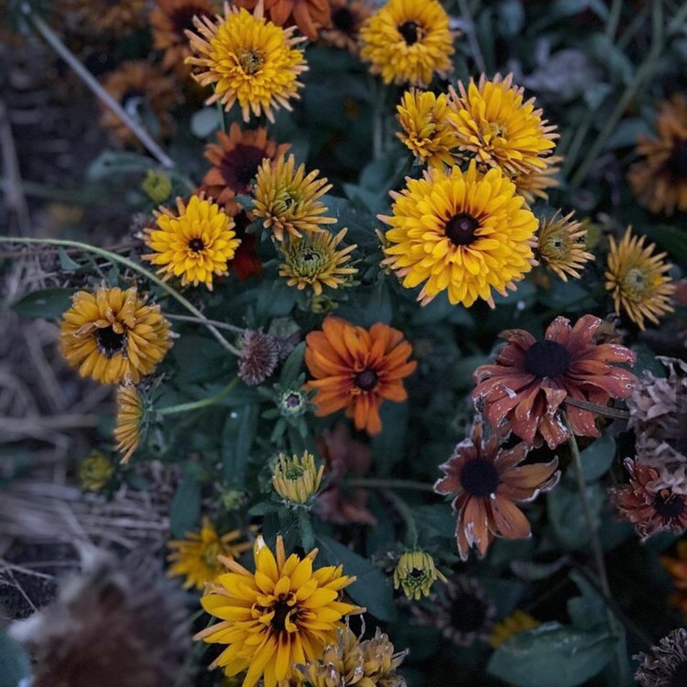 Meet your Posher, El